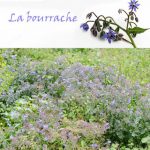 200 Capsules D’huile Vierge D’Onagre Et De Bourrache De 500mg
