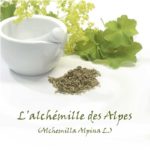 Alchémille Des Alpes 100ml – Teinture mère