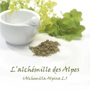 Des feuilles d'alchemille des Alpes