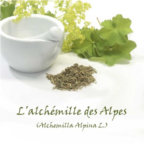 Des feuilles d'alchemille des Alpes