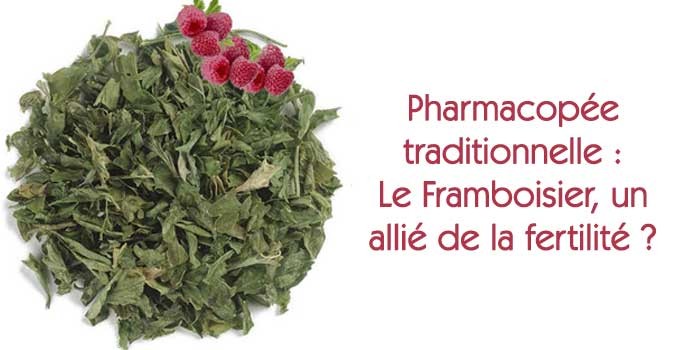 Feuilles de framboisier pour faire de la tisane de fertilité