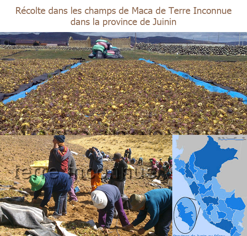 Champs de maca